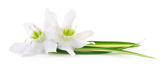 Obraz premium Two white flowers.