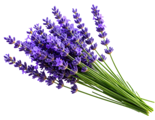 Single Lavender Stem in Side Profile with Detailed Purple Blossoms, isolated on transparent background