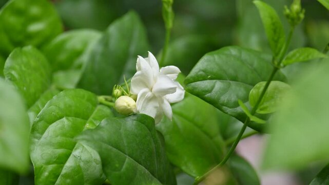 Jasminum sambac flower. The flower may be used as a fragrant ingredient in&nbsp;perfumes&nbsp;and&nbsp;jasmine tea. In India known as&nbsp;Mogra flower and beli flower. Its other names Arabian jasmine and Sambac jasmine.