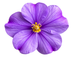  Top View of Purple Streptocarpus Flower with Ruffled Petals, Transparent PNG
