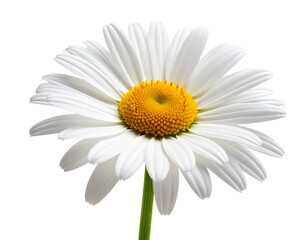 Single White Daisy with Yellow Center in Side Profile, isolated on transparent background