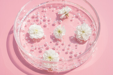 petri dish and white flowers. glass petri dish with natural flower in biology science flat lay