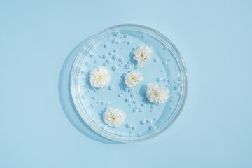 petri dish with cosmetics gel and white flowers on blue. Top view,liquid cosmetic. Herbs natural ingredients.