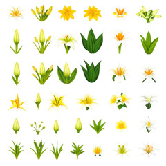 Collection d'Illustrations Stylisées de Lys Blanche et de Feuilles Vertes sur un Fond Gris – Design Floral et Organique