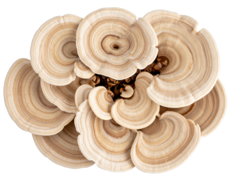 Top View of Turkey Tail Mushroom Cluster with Curved Edges, isolated PNG