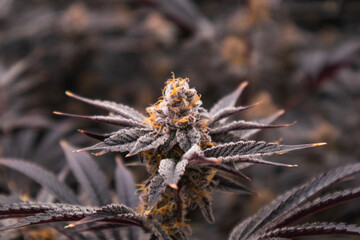 Cannabis, Weed, Marijuana plants growing in indoor farm