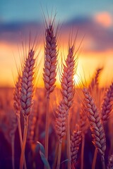 Golden ears of wheat swaying gently sunlit field, their grains full and ripe, creating a sense of abundance and harvest season