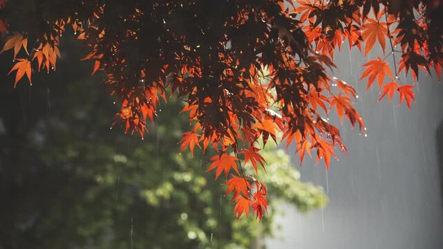 비 내리는 가을 밤의 단풍나무 풍경ㅣ감성적인 시네마틱 밤비 영상 Rainy Autumn Night with Maple Trees | Cinematic Moody Rain Scene
