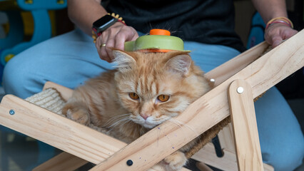 Woman's hand grooming cat with orange brush – pet care, feline grooming, animal love concept