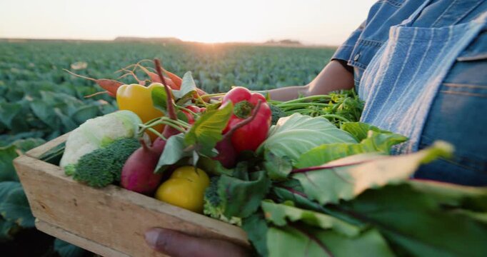 Cropped backlit view of a Black African female farmer walking with a crate of beautiful fresh organic vegetables harvested on a farm at sunset