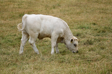 ein weißes männliches Kalb auf der Weide