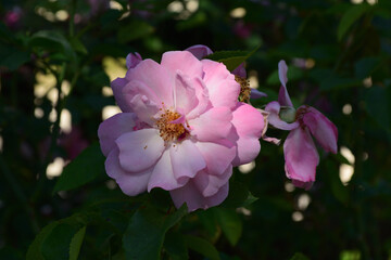 Kletterrose Raubritter