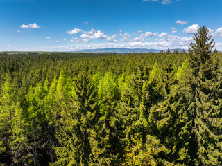 Panoramic view over vibrant forest canopy under sunny sky with clouds, revealing nature’s seasonal colors.
