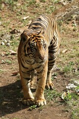 Fototapeta premium portrait of a sumatran tiger walking during the day