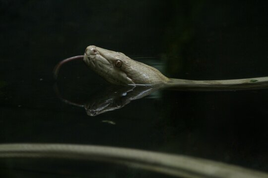 A caramel malayopython reticulatus is seen swimming