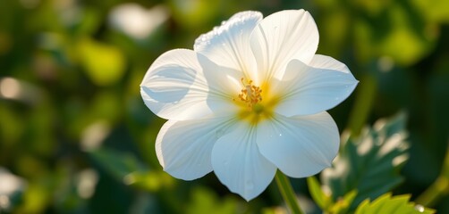 Fototapeta premium A pristine white flower, glistening with morning dew, flora, image