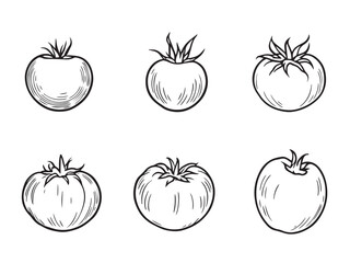 Tomato sketch vegetable icon