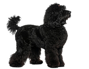 Black Russian Terrier in Show Stack Pose, Side Profile, Groomed Coat, Transparent Background