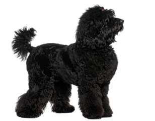Black Russian Terrier in Show Stack Pose, Side Profile, Groomed Coat, Transparent Background