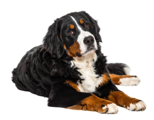 Bernese Mountain Dog Lying Down with Head Tilted Up, Three-Quarter View, Relaxed Pose, Transparent PNG