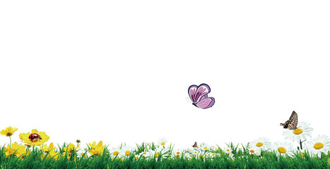 spring flowers and grass