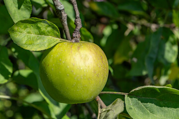 Close-up of a single green apple hanging from a tree branch in natural sunlight, surrounded by green leaves