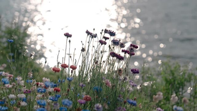 수레국화와 윤슬이 어우러진 햇살 가득한 여름 강변 |
| Summer Riverside with Cornflowers and Sunlight Ripples | Serene Nature Scenery

