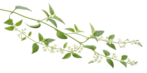 Delicate white flowers on a green plant stem isolated on transparent background