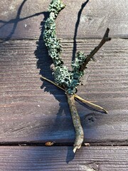 Tree branch with lichen on wooden table
