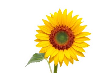 Fototapeta premium A vibrant yellow sunflower, fully bloomed, isolated against a pure white background Top-down perspective, agriculture, nature