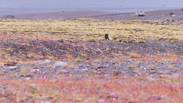 Polarfuchs im Vulkangebiet Island