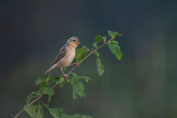 A vibrant small Baya weaver  perched on a fresh green plant against a blurred natural background.