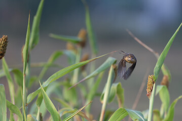 A vibrant Baya weaver bird in mid flight with insect in mouth with background of green leaves and blurred  blue in color.