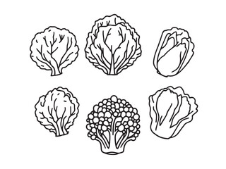 fresh cabbage minimal line drawing vector pack