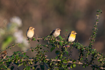 Three vibrant baya weaver birds perched together on thorny branch adorned with green leaves and delicate pink flower and the background is well blurred and dark in color.
