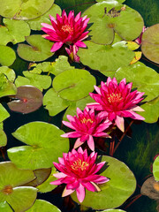 Bright Pink Water Lilies Blooming on a Pond with Green Lily Pads