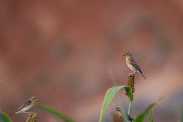 Close up of a Baya weaver bird perched on a sorghum seed head, surrounded by green leaves with  a soft, dark background.