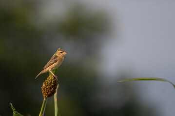 Close up of a Baya weaver bird perched on a sorghum seed head, surrounded by green leaves with  a soft, dark background.