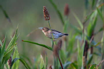 A vibrant small Baya weaver  perched on a fresh green plant against a blurred natural background.