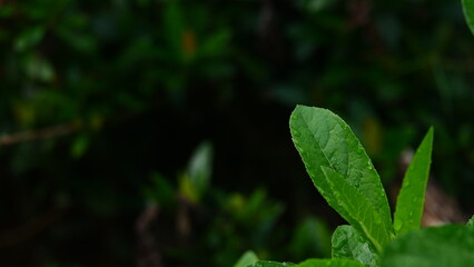 Close-Up of Fresh Green Leaf with Water Droplets After Rain