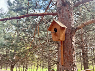 Wooden birdhouse on a pine tree in a peaceful forest during spring