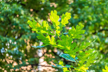Green oak leaves background. Plant and botany nature texture. green oak leaves in woods