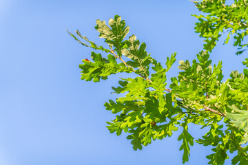 Green oak leaves background. Plant and botany nature texture. green oak leaves in woods