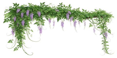 Archway of wisteria flowers and green leaves isolated on transparent background