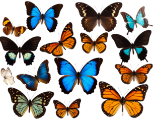 Colorful collection of butterflies displayed on a Transparent Background