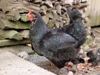 Adult chickens and chicks in agricultural conditions.