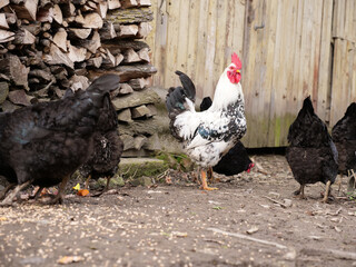 Adult chickens and chicks in agricultural conditions.
