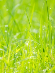 雨上がりに輝く水滴と瑞々しい草原の様子。眩しい日差しの透明感とボケた様子。縦構図