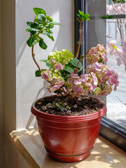 Hydrangea in a flower pot stands on a windowsill on a sunny day