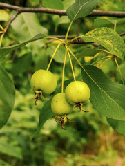 Young, green, unripe apples on a branch